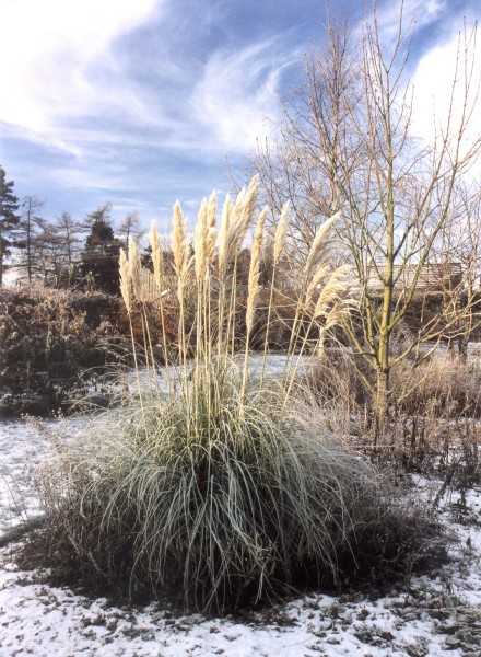 ../Images/Pampas Grass in Heavy frost.jpg